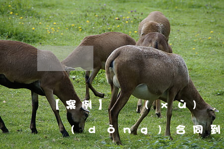 【案例】連續(xù)簽訂兩次固定限期勞動(dòng)合同到期后，單位終止應(yīng)否支付賠償金？